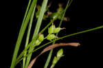 Slender woodland sedge